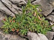 34 Saxifraga hostii ssp.rhaetica
